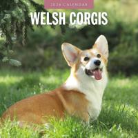 Welsh Corgi Kalender 2026