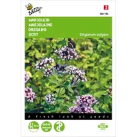 Marjolein, Oregano Marjolein, Oregano