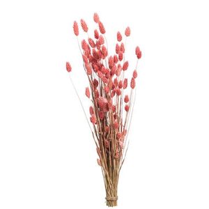 Droogbloemen Bunch Phalaris Nature - roze - 76 cm - Leen Bakker