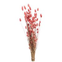 Droogbloemen Bunch Phalaris Nature - roze - 76 cm - Leen Bakker - thumbnail