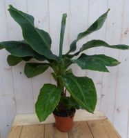 Kamerplant Bananenplant Musa - Warentuin Natuurlijk
