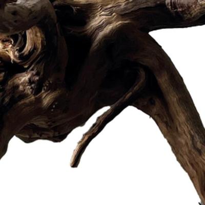 Black spiderwood small - Aquadistri