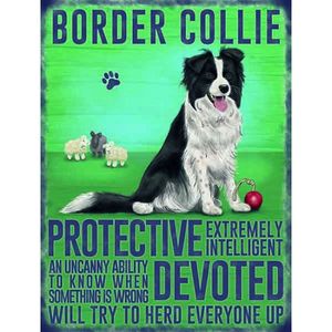 Metalen plaat Bordercollie