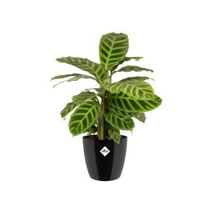 elho brussels diamond round 25cm Binnen Plantenpot Vrijstaand Polypropyleen (PP) Zwart