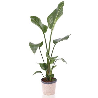 Paradijsvogel plant incl. pot