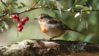 Roodborst bes 130x70cm Tuinschilderij - Customize it