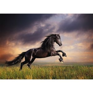 Cadeau paardenliefhebber poster galopperende zwarte paard / hengst