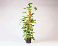 Kokosplantstok H90cm dia. 38mm - Nature