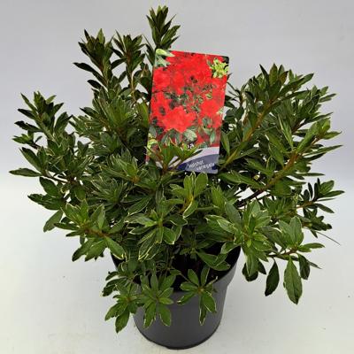 Dwergrhododendron