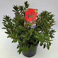 Dwergrhododendron