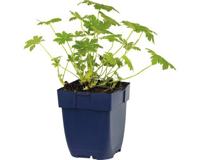 Geranium macr 'Geranimo White' Ooievaarsbek vaste plant Griffioen - Griffioen