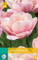 Tulipa Tabledance - Jub
