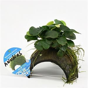 Anubias nana - op 3-gaten kokosnoot - 3 stuks - aquarium plant