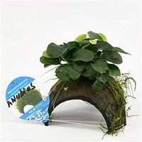 Anubias nana - op 3-gaten kokosnoot - 3 stuks - aquarium plant - thumbnail