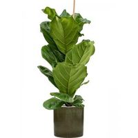 Plant in Pot Ficus Lyrata 125 cm kamerplant in Cylinder Green 30 cm bloempot - thumbnail