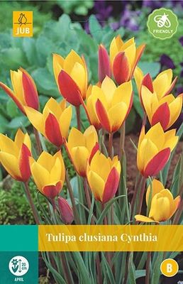 Tulipa clusiana Cynthia 8 bollen - Jub