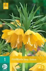 X 1 Fritillaria imp. Lutea