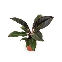 Philodendron imperial red XS kamerplant - thumbnail