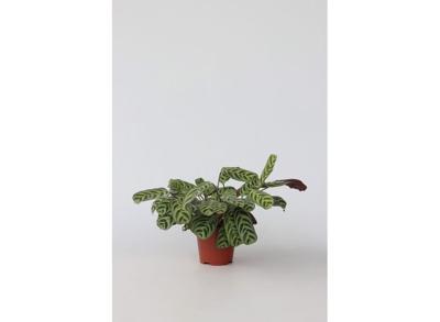 Ctenanthe Burle-marxii