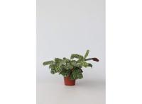Ctenanthe Burle-marxii