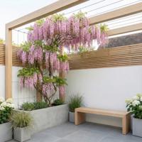 Wisteria Rosea - Roze Regen - P15