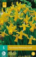 X 5 Narcissus February Gold - thumbnail