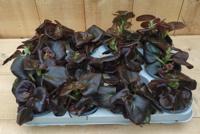 Begonia's rood blad per bak 12 stuks kleur varieert Warentuin Natuurlijk - Warentuin natuurlijk