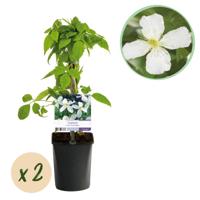 Green boutiQ - Klimplant - Clematis montana Grandiflora - Bloem Wit - Vroegbloeiend - Weinig onderhoud -2 planten - Pot 11cm Hoogte 40cm