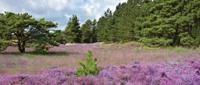 Paars heideveld 130x50cm Tuinschilderij - Customize it