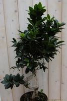 Kamerplant Bonsai Ficus Microcarpa 70 cm - Warentuin Natuurlijk - thumbnail