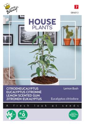 House Plants Eucalypthus citriodora Lemon Bush - Buzzy