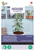 House Plants Eucalypthus citriodora Lemon Bush - Buzzy