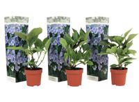 Set van 3 Hortensia's 'Hydrangea Teller' - blauw - thumbnail