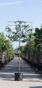 Sierpeer als leiboom Pyrus call. Chanticleer h 320 cm st. omtrek 12 cm st. h 200 cm - Warentuin Natuurlijk