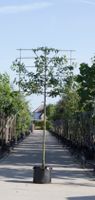 Sierpeer als leiboom Pyrus call. Chanticleer h 320 cm st. omtrek 12 cm st. h 200 cm - Warentuin Natuurlijk