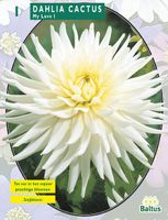 Zomer Bloembollen Dahlia Cactus My Love per 1 - Baltus