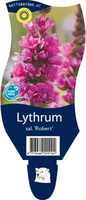Lythrum salicaria &apos;Robert&apos; (Kattestaart)