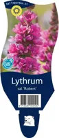 Lythrum salicaria &apos;Robert&apos; (Kattestaart) - thumbnail