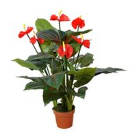 Anthurium 95 cm - Buitengewoon de Boet