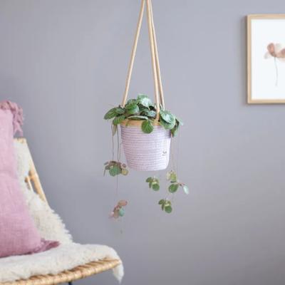 Saxifraga Stolonifera - Moederplant - P14