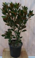 Wintergroene magnolia 100 cm Magnolia Warentuin Natuurlijk - Warentuin natuurlijk