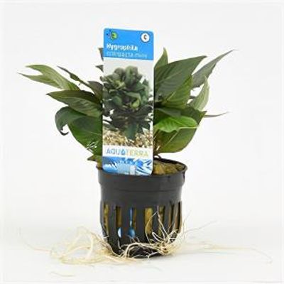 Hygrophila corymbosa compacta mini - 6 stuks - aquarium plant