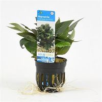 Hygrophila corymbosa compacta mini - 6 stuks - aquarium plant - thumbnail