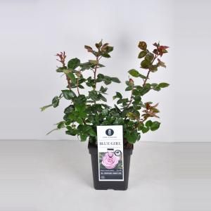 Grootbloemige roos (rosa "Blue Girl"®) - C5 - 1 stuks