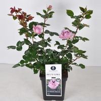 Grootbloemige roos (rosa "Blue Girl"®) - C5 - 1 stuks