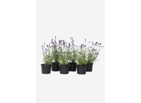 Lavendelstruiken - set van 6