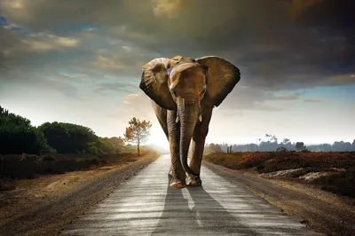 Alexsar Art schilderij Deco panel horizon olifant 90x60cm
