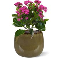 Kalanchoe kunstplant 30cm - paars