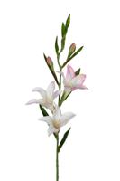 Gladiolus l70cm wit/roze kunstbloem Louis Maes - Louis maes
