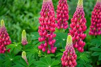 Lupine